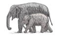 Elephant mother and baby walking beside, asia species sketch