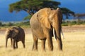 Elephant mother with calf