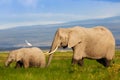 Elephant mother with calf