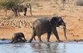 Elephant mother and calve leaving waterhole