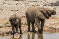 Elephant mother with child drinking in etosha national park