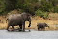 Elephant mother with cub