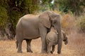 Elephant mother cuddling her baby Royalty Free Stock Photo