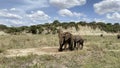 An elephant mother and her baby elephant walk through a green field in the Serengeti National Park. Safari in Tanzania Royalty Free Stock Photo