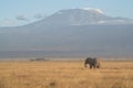 The Lonely Elephant Royalty Free Stock Photo