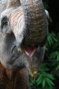 Elephant Mouth