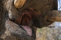Elephant Mouth Close Up In Kruger Park South Africa