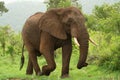 Elephant on the move Royalty Free Stock Photo