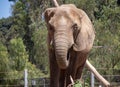 A Large Elephant on the Move