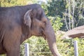 A Large Elephant on the Move