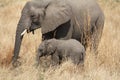 Elephants at Ruaha national park ,Tanzania east Africa. Royalty Free Stock Photo