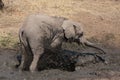 Elephant mud bath Royalty Free Stock Photo