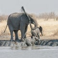 Elephant Mud Bath Royalty Free Stock Photo