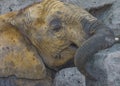 Elephant mud bath Royalty Free Stock Photo