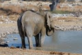 Elephant mud bath, Etosha National park, Namibia Royalty Free Stock Photo