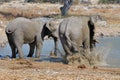 Elephant mud bath, Etosha National park, Namibia Royalty Free Stock Photo