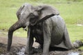 Elephant Mud Bathing - Chobe National Park - Botswana Royalty Free Stock Photo
