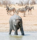 Elephant Mudbath Royalty Free Stock Photo