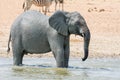Elephant Mudbath Royalty Free Stock Photo