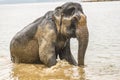 Elephant after a muddy river bath - getting up from river.