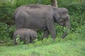 Elephant at mudhumalai wildlife santuary