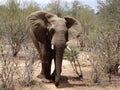 Elephant in musth flapping ears