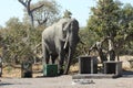 Elephant in National park