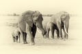 Elephant in National park of Kenya. Vintage effect