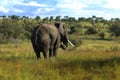 Elephant in nature, olifant Royalty Free Stock Photo