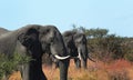 Elephant in nature Royalty Free Stock Photo