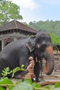 An Elephant at Sri Dalada Maligawa Kandy, Sri Lanka