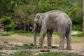 Elephant near lake Royalty Free Stock Photo