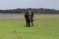 Elephant near the lake storks flying around Royalty Free Stock Photo