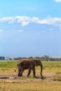 Elephant near Mount Kilimanjaro. Snow in Africa. Amboseli, Kenya Royalty Free Stock Photo