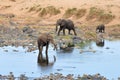 Elephant near river Olifant Royalty Free Stock Photo