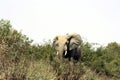 Niger - Elephant South Niger - ElÃÂ©phant Sud Niger Royalty Free Stock Photo