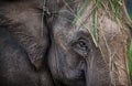 Elephant in Nepal Royalty Free Stock Photo