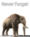 Elephant That Never Forgets Royalty Free Stock Photo