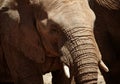 An elephant never forgets. elephants on the plains of Africa.