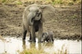 Elephant and Newborn