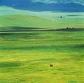 Elephant in ngoro ngoro crater