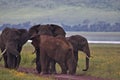 Elephant, Ngorongoro Crater, Serengeti, Tanzania, Africa Royalty Free Stock Photo