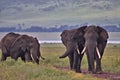 Elephant, Ngorongoro Crater, Serengeti, Tanzania, Africa Royalty Free Stock Photo