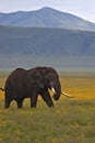 Elephant, Ngorongoro Crater, Serengeti, Tanzania, Africa Royalty Free Stock Photo