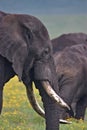 Elephant, Ngorongoro Crater, Serengeti, Tanzania, Africa Royalty Free Stock Photo