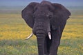 Elephant, Ngorongoro Crater, Serengeti, Tanzania, Africa Royalty Free Stock Photo