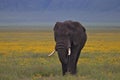 Elephant, Ngorongoro Crater, Serengeti, Tanzania, Africa Royalty Free Stock Photo