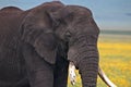 Elephant, Ngorongoro Crater, Serengeti, Tanzania, Africa Royalty Free Stock Photo