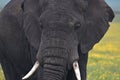 Elephant, Ngorongoro Crater, Serengeti, Tanzania, Africa Royalty Free Stock Photo