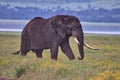 Elephant, Ngorongoro Crater, Serengeti, Tanzania, Africa Royalty Free Stock Photo